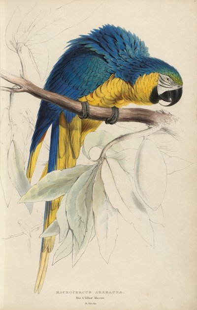 Illustrations of the Family of Psittacidae, or Parrots, Plate 8 by Edward Lear